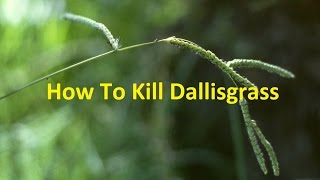 How To Kill Dallisgrass In Southern Lawns