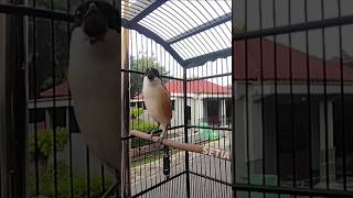 Download lagu Pancingan cendet gacor isian unik mp3