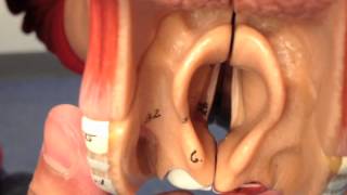 Larynx Anatomy (3 of 5): Cartilages and Membranes (Part 3) - Head and Neck Anatomy 101