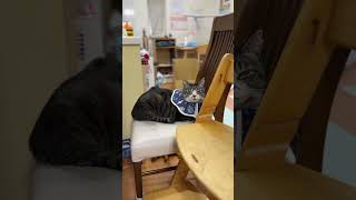 下僕の椅子は吾輩の椅子