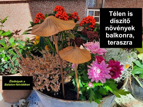 Télen is díszítő növények balkonra, teraszra