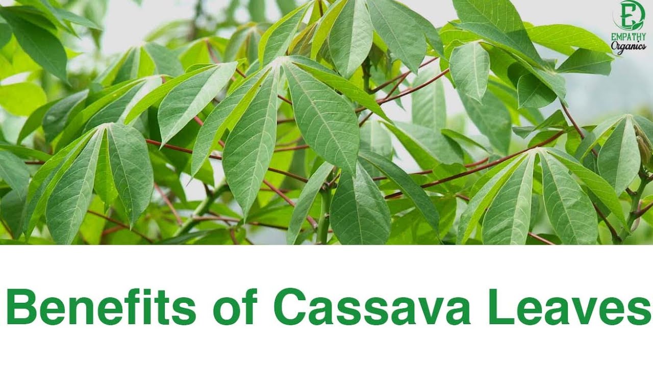 Benefits of cassava leaves