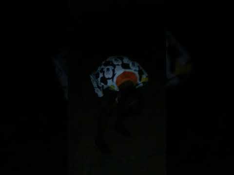 El pequeño. Tirotiao