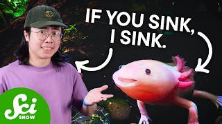 Axolotls Are In Danger. Here's Why That's Bad For YOU.