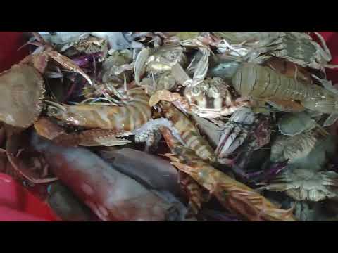 Amazing Gill Net Fishing Line On the Boat #08
