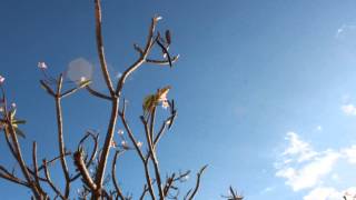 Yo envidio el viento. Lucinda Williams. Miriam Llano, voz.