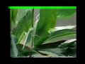 Sesame Street Counting Katydids