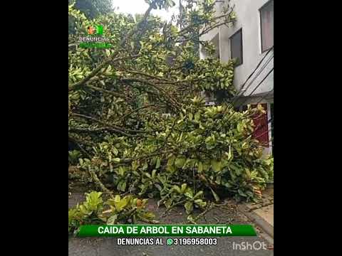 caída de árbol en Sabaneta