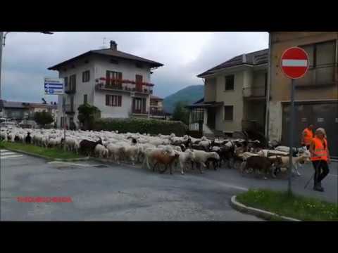 ORE 16,00 PASSA LA TRANSUMANZA DI PECORE, CAPRE E CAPRONI A ROBILANTE. (CN) VEN. 12 - 6 - 2020.