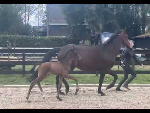 Colt by Las Vegas x Franklin x Chagall