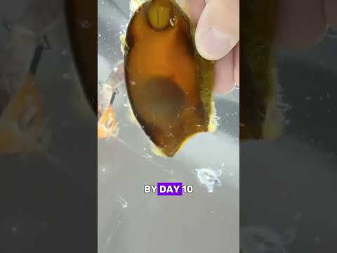 The Shark Egg Started Leaking… Then This Happened #animals #egg#Friendship #Us#shark