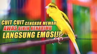 Download lagu Masteran Kenari GACOR CUIT CUIT EMOSI, PANCINGAN - MASTERAN Kenari PAUD Belajar Bunyi Cepat GACOR mp3