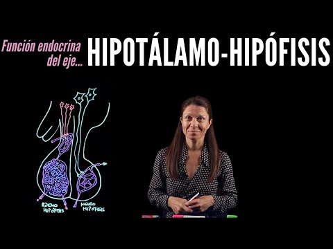 ✔ Endocrine physiology: Hypothalamus-pituitary axis