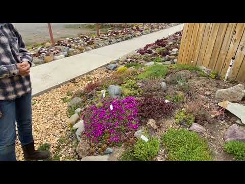 More Gorgeous Cold Hardy Succulents at Mountain Crest Gardens!