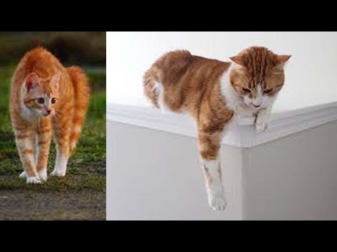 Try Not To Laugh or Grin While Watching Funny Animals