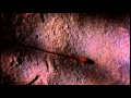 Trailer Dracula 1992