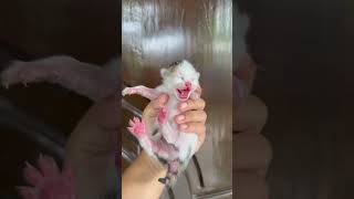 Download lagu suara anak kucing memanggil induknya #kitten #cute mp3