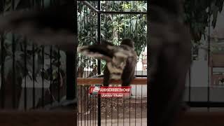 Download lagu Sikatan Jawa Sikatan Kipas Gacor mp3
