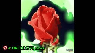 morte di un fiore - Le Orme