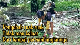 Download lagu ini dia penyebab ruak ruak tidak mau keluar || trap || bird || spotted dove  || jungle fowl mp3