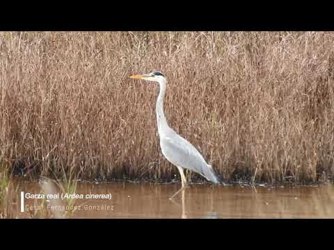 Vídeo de Ardea cinerea. <em>© César Fernández González