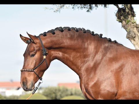 UNO DE SUSAETA - SIRED BY POETA DE SUSAETA - 3 YEAR´S OLD