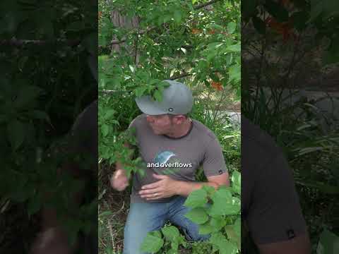 Avery's Abundant Food Forest: Verge Spotlight Permaculture Journey