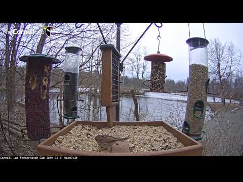 Song Sparrow Visits Cornell Lab FeederWatch Cam – March 21, 2019