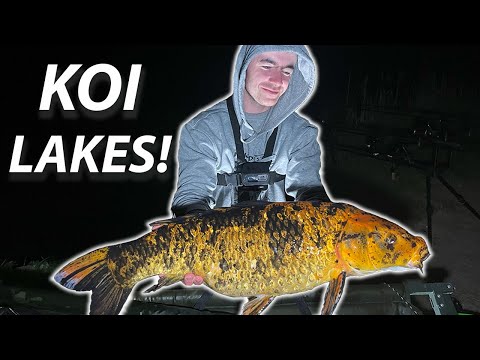 KOI HUNTING! 2 DAYS AT THE KOI LAKES FISHERY!