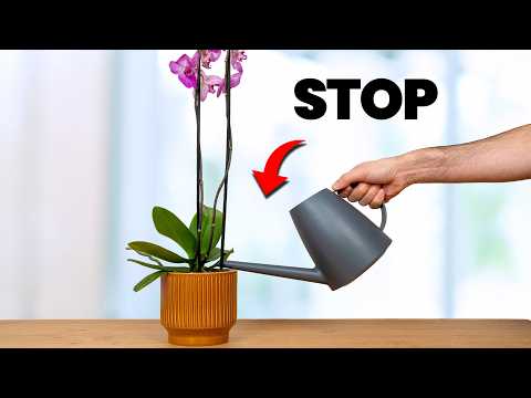 I Stopped Killing Orchids Once I Knew This