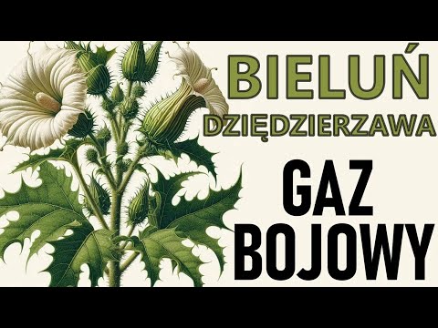 55# Delirium jakby podtruli was gazem bojowym... Bieluń dziędzierzawa Narkotyk, Datura, Pindyrynda