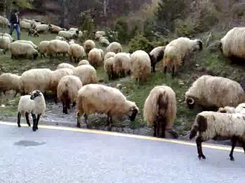 , title : 'Ovce na Durmitoru'
