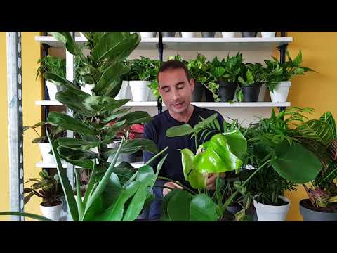 Plantas ENFERMAS. Aprende a DIFERENCIAR LOS PROBLEMAS DE LAS PLANTAS y qué hacer para SOLUCIONARLOS