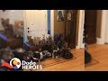 Couple Keeps Rescuing Senior Dogs Everyone Else Gave Up On | The Dodo Heroes