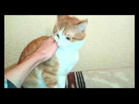 КОТ НАСРАЛ И ЕГО ОТПИЗДИЛ ХОЗЯИН