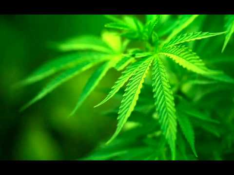 Necropsia Crew La Hermandad 2014