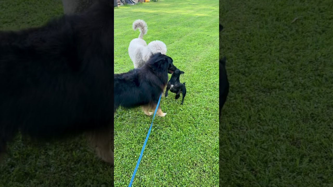 Enlarge Max (Aussie), a Adoptable Australian Shepherd in CLINTON, NJ video 6/6