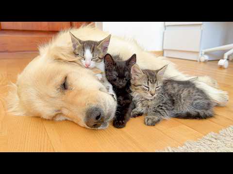 YouTube 썸네일