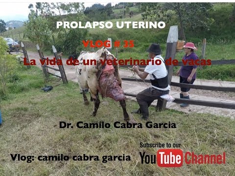 , title : 'Prolapso uterino total en vacas vlog # 35'