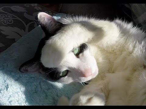 DRAMATIC HEADACHE CAT?! | ThePlusSideOfThings