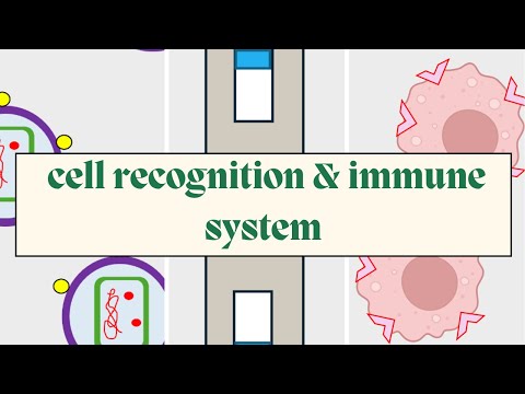 Cell recognition and Immune System - AQA A Level Biology