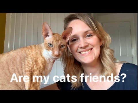 How to tell if your cats are friends