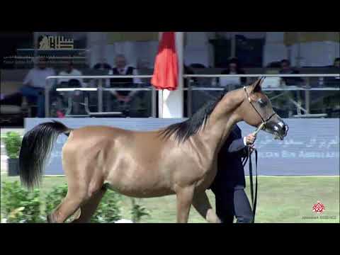 N.146 MUHIB AL - 2020 PSAIAHF Al Khalediah Show - Yearling Colts (Class 4C)