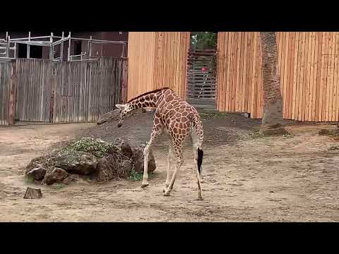 African Giraffe & Camel
