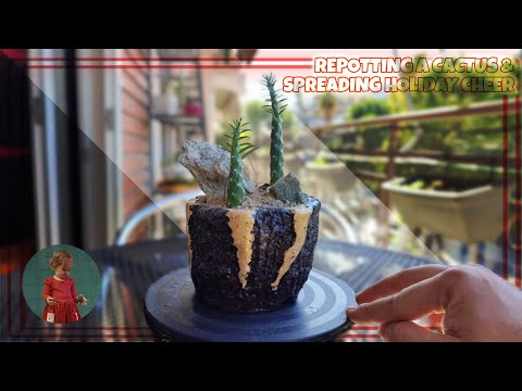 A TOUR OF THE BACK BALCONY - REPOTTING A CACTUS AND DECORATING THE CHRISTMAS TREE WITH MY FAMILY