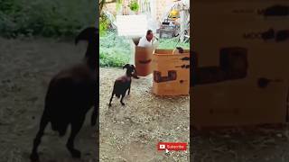 Download lagu VIDEO LUCU ORANG DISRUDUK KAMBING🐐😂😂 #shorts #lucu #viral mp3