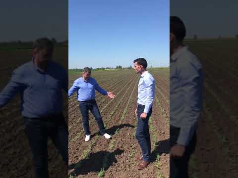 Cel mai mare producător de năut din ţară este în judeţul Olt