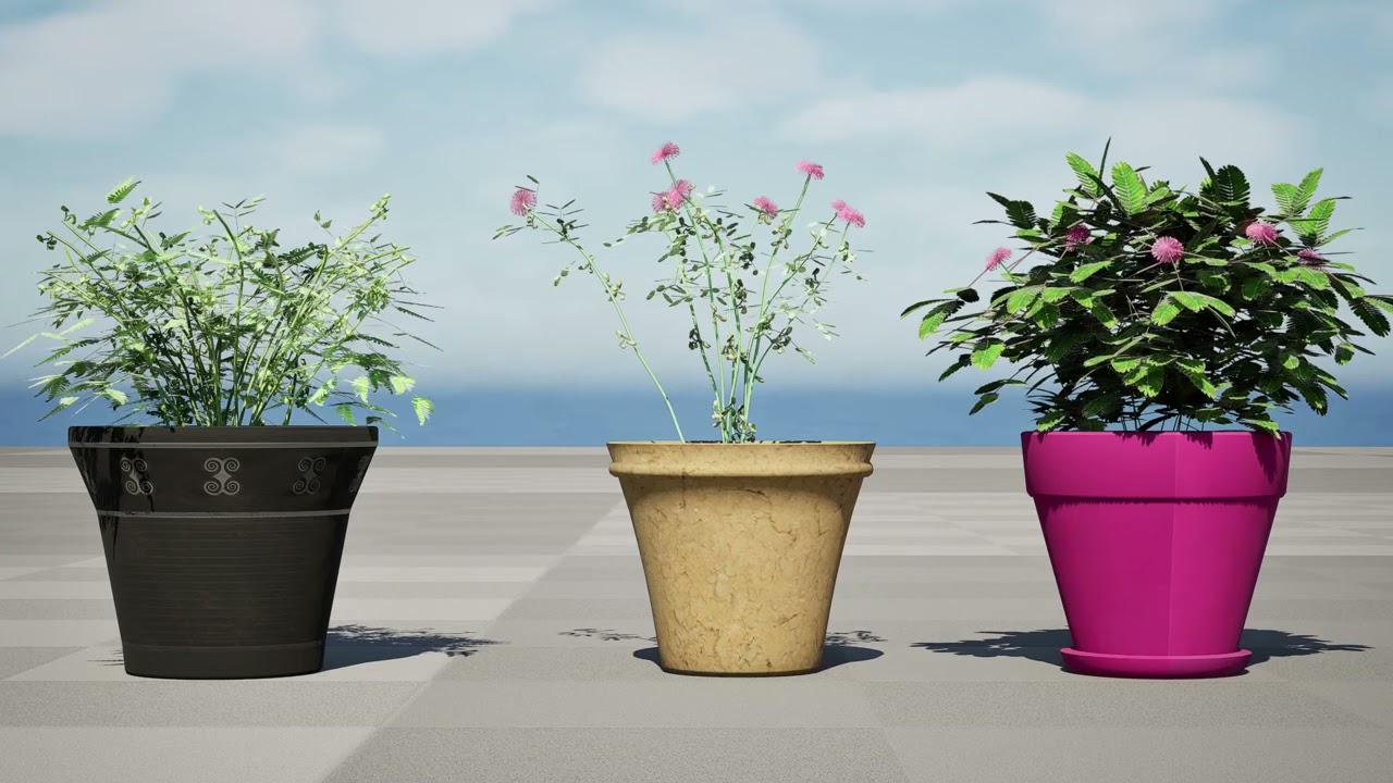 Mimosa Potted Plant 3D Model