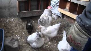 preview picture of video 'NOME CHICKENS!'
