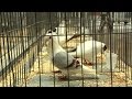 Pigeons 101